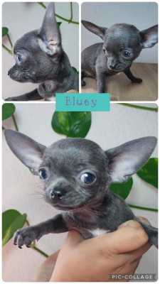 Bluey petit gabarit