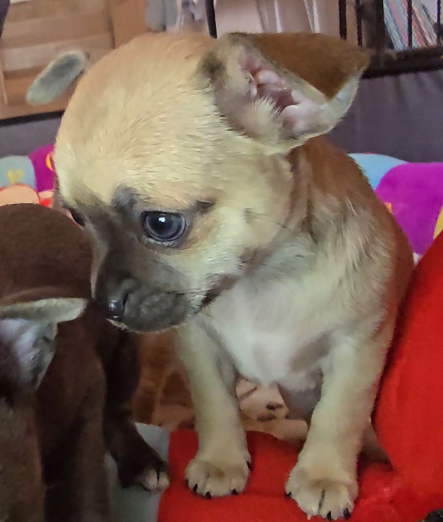 Du Gang Des Calinounoux - Chiots disponibles - Chihuahua